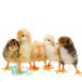 فروش اردک و پذیرش تخم نطفه دار اردک،مرغ،بوقلمون