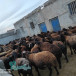 خرید و فروش  گوسفند قزل افشار
