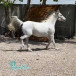 فروش اسب نژاد کرد
