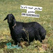 مرکز فروش گوسفند داشتی در مشهد