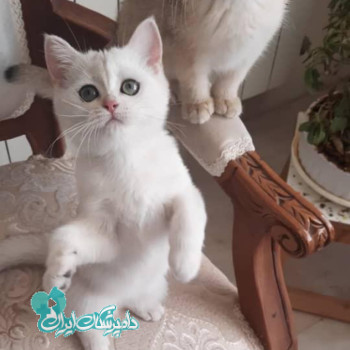 امامی