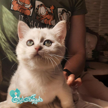 امامی