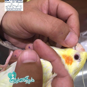 دکتر حسینیان دکتر ایرانی نژاد