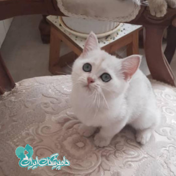 امامی