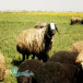 تولید و نگهداری گوسفند اصیل شال