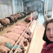 پرورش و تولید گوسفند افشار